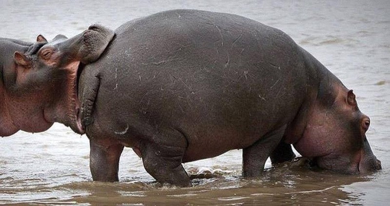 Create meme: common Hippo, Hippo , The Nile behemoth