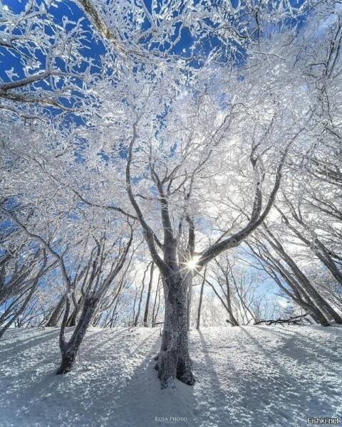 Создать мем: деревья зимой, снег, зимний лес