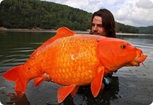 Create meme: carp fish