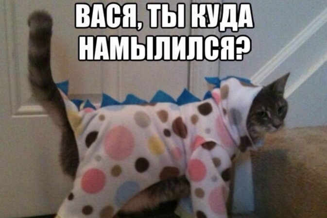 Create meme: cat in pajamas, polka dot cat, pajamas with seals