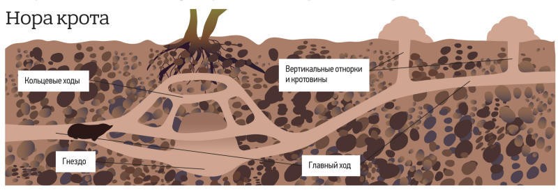 Create meme: moles' moves underground, an anthill in the section, underground passages