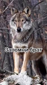Create meme: wolf , grey wolf , my wolf