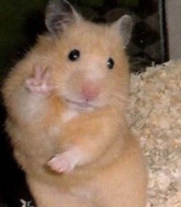 Create meme: hamster