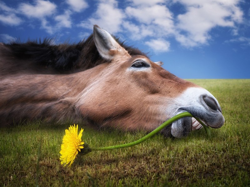 Create meme: a horse with flowers in its teeth, horse muzzle, horse humor