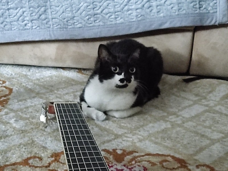 Создать мем: кот с бас гитарой, кот гитарист, кошки