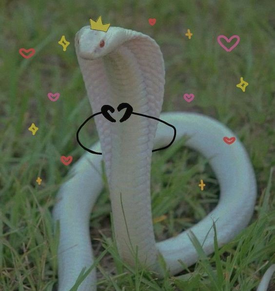 Создать мем: красивые змеи, моноклевая кобра леуцист, белая кобра