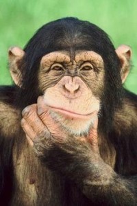 Создать мем: шимпанзе, задумчивая обезьяна, обезьяна чешет подбородок