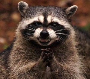 Create meme: raccoon wild, sly raccoon , raccoons 