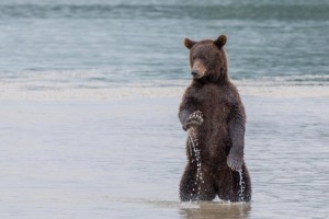 Создать мем: гризли, камчатка это, wildlife