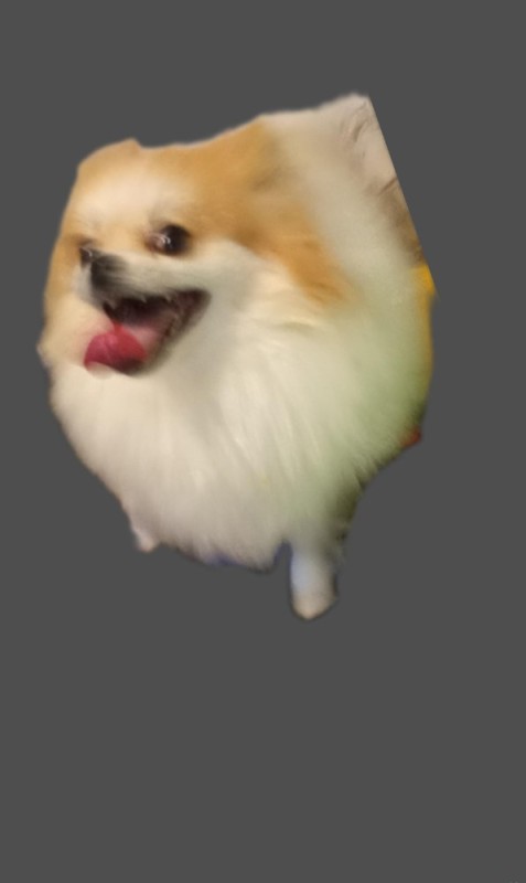 Create meme: breed Pomeranian, Pomeranian , Spitz 