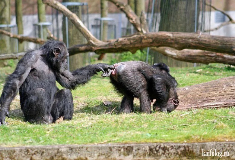 Create meme: monkey scratching his balls, monkey shows ass, bonobos and chimpanzees