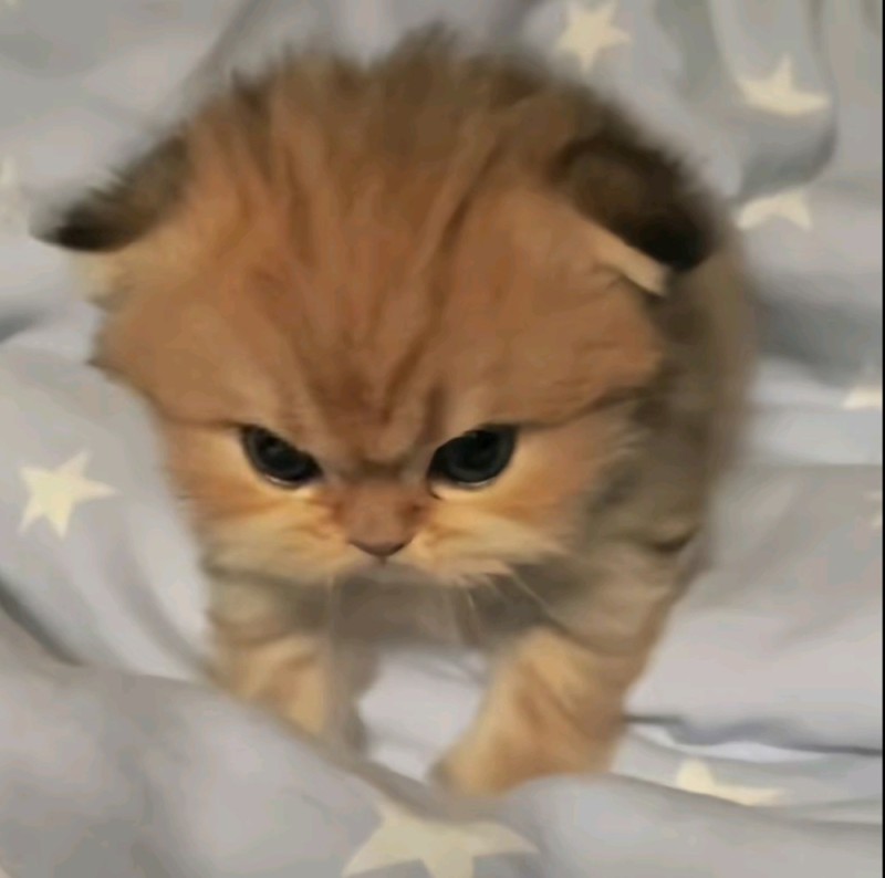 Create meme: Persian kittens , cute cats , Persian cat 