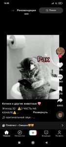 Создать мем: коты, смешные коты, смешные кошки