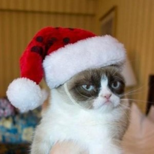 Create meme: grumpy cat, grumpy cat