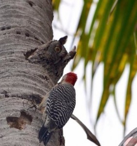 Create meme: bird woodpecker