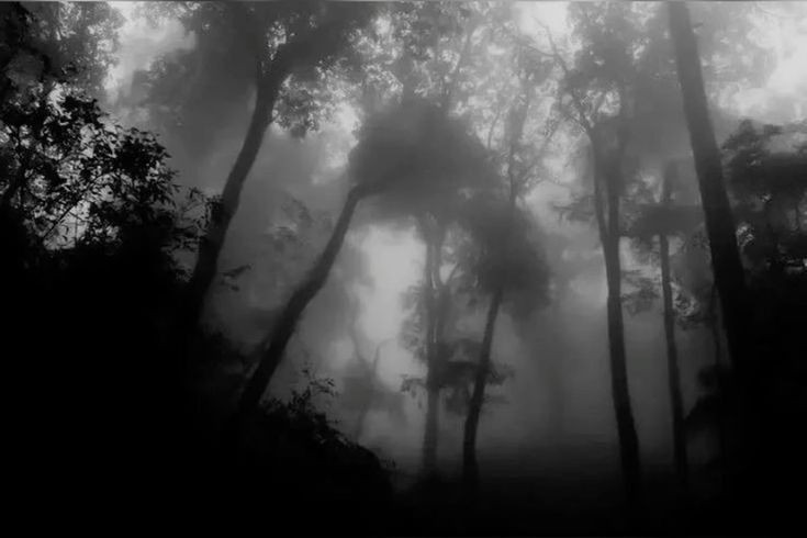 Create meme: The forest is gloomy and gray, foggy landscapes, gloomy forest background