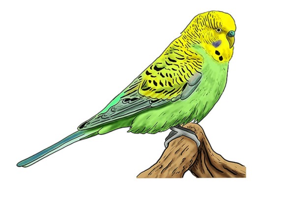 Create meme: budgies, The parrot is a green wavy, budgie green