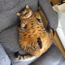 Create meme: fat cats, fat cat, a very fat cat