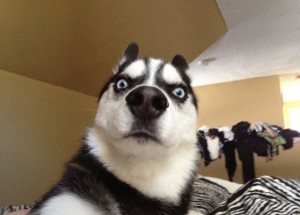 Create meme: husky memes, surprised husky, dog podozrevala husky