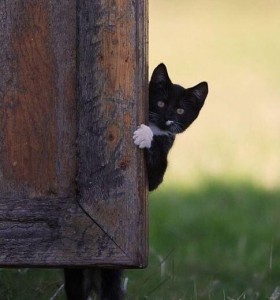 Create meme: Black cat, cat peeping from behind a fence, Cat