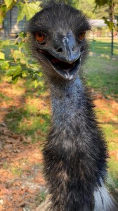 Create meme: ostrich, ostrich bird
