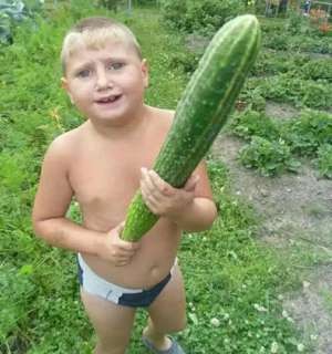 Create meme: the biggest cucumber in the world, huge cucumbers, cucumber 