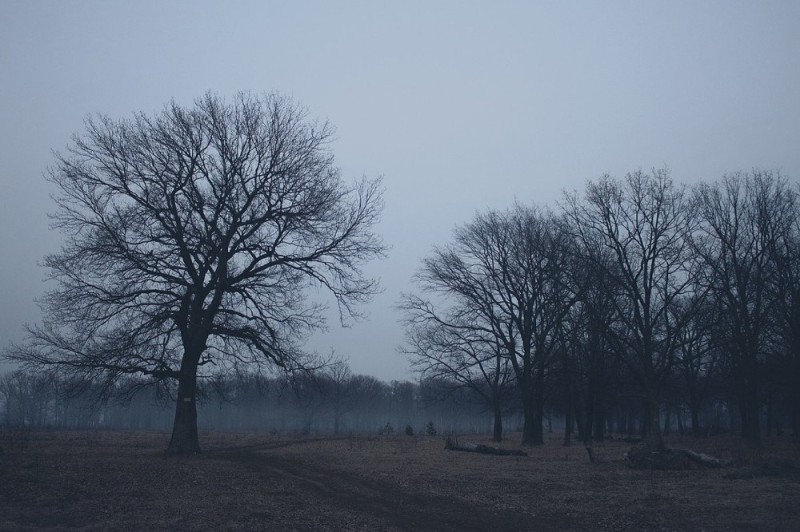 Create meme: tree trees, late autumn, tree 