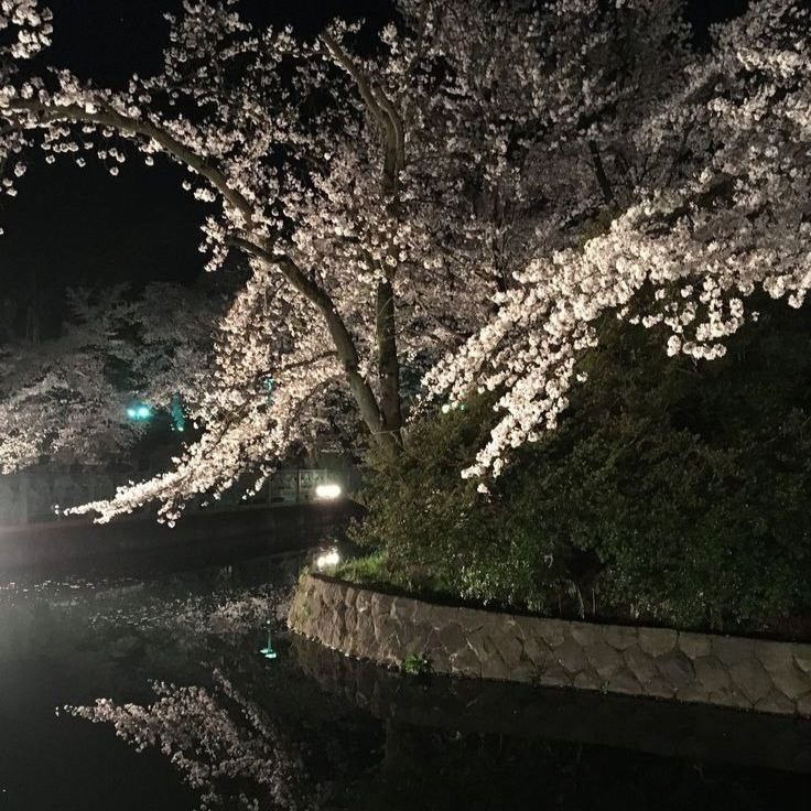 Create meme: cherry blossoms , cherry blossom, night sakura