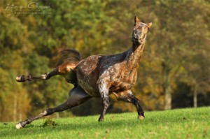 Создать мем: лошадь мем, equestrian, horse