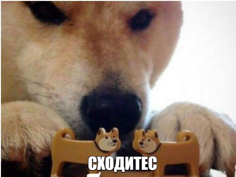 Create meme: shiba ebites, meme dog , dog bites