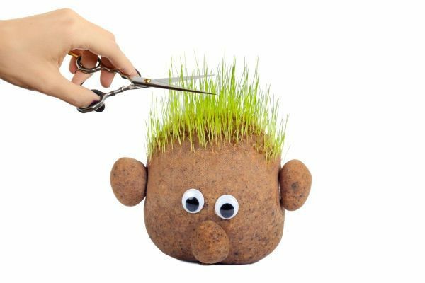 Create meme: grass head grass, grass head for kids, diy grass head for kids