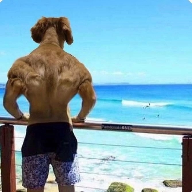 Create meme: pitching meme, A muscular dog, muscular dog