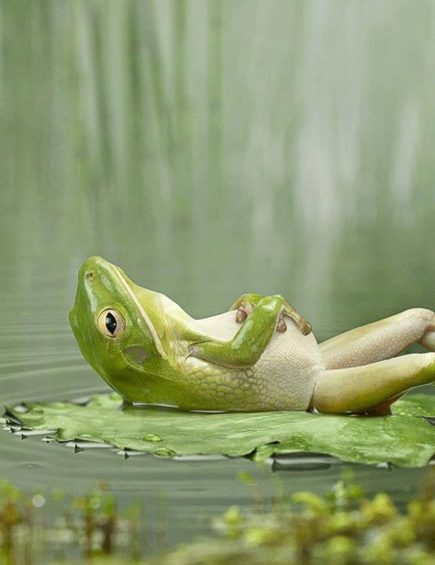Создать мем: жаба, лягушка спит, живот лягушки