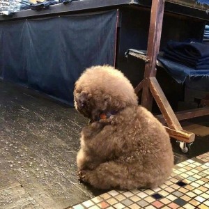 Create meme: toy poodle, poodle