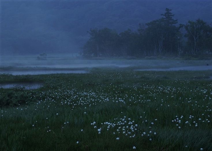 Create meme: A field of flowers at night, nature landscape, landscape field
