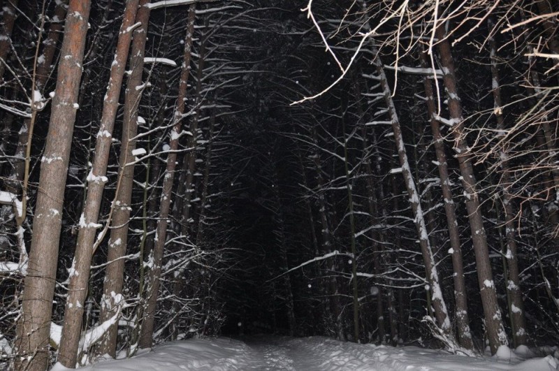 Create meme: winter forest at night, forest in winter at night, dark winter forest