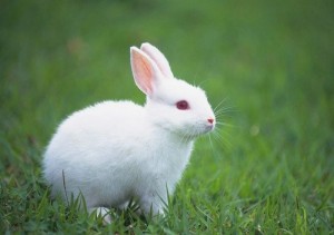 Create meme: bunny, international rabbit day, cute animal