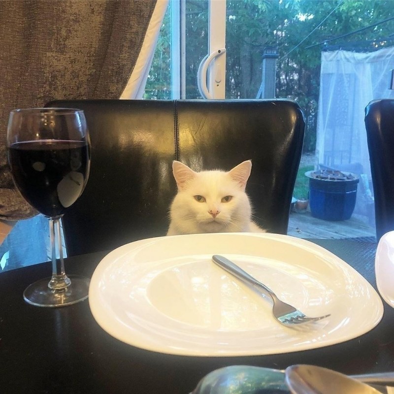 Создать мем: мем с котом за столом, мемный котик, котик за столом