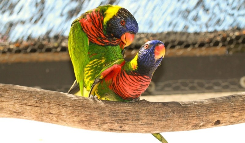 Create meme: Ara parrot, rainbow lorikeet parrot, The lorikeet parrot is red