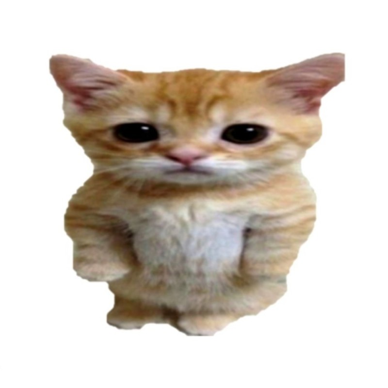 Create meme: seals , el gato the cat, cute cats funny
