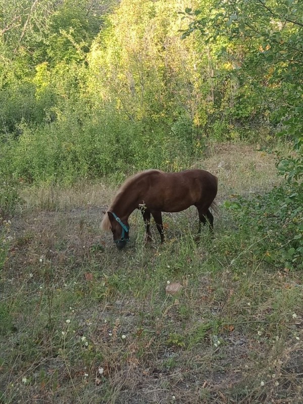 Create meme: mare and foal, horse mare, horses