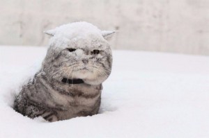 Создать мем: первым снегом, кот в снегу мем, кошка в снегу