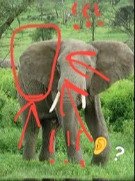 Create meme: african elephant, African and Indian elephant, African elephants