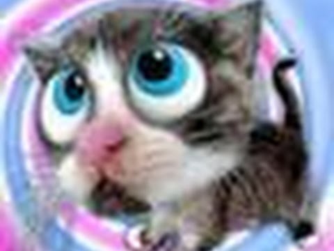 Создать мем: кошка, милые котики, кот с мигающими глазами