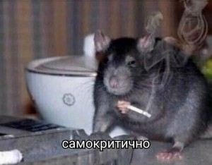 Create meme: rat, a rat with a cigarette, funny rat