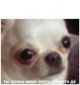 Create meme: you want me to bring meme dog, dog, Sulik ugly dog