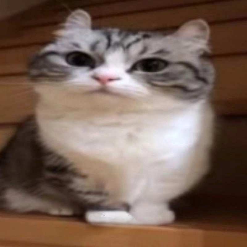 Create meme: meme cat , cats are funny, cat 