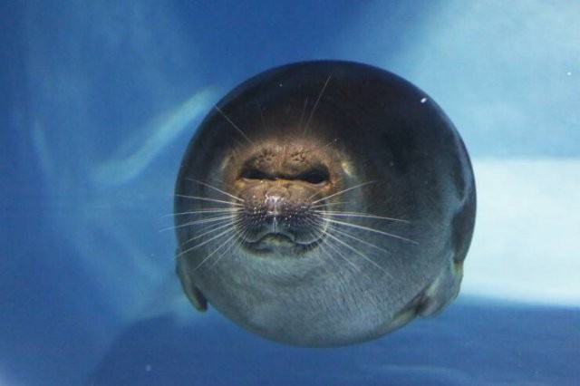 Create meme: Baikal seal , lake baikal baikal seal, seal 