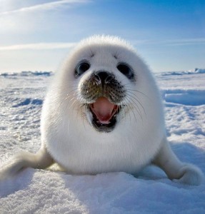 Create meme: cute animals, seal, seal