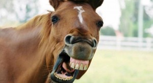 Create meme: horse, the neighing of horses, the horse smiles